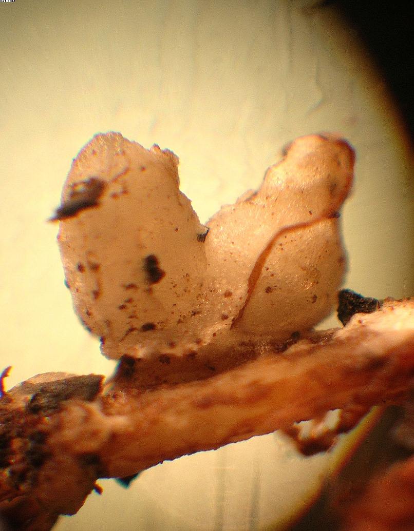 Coprinopsis strossmayeri (Schulzer) Redhead et al.